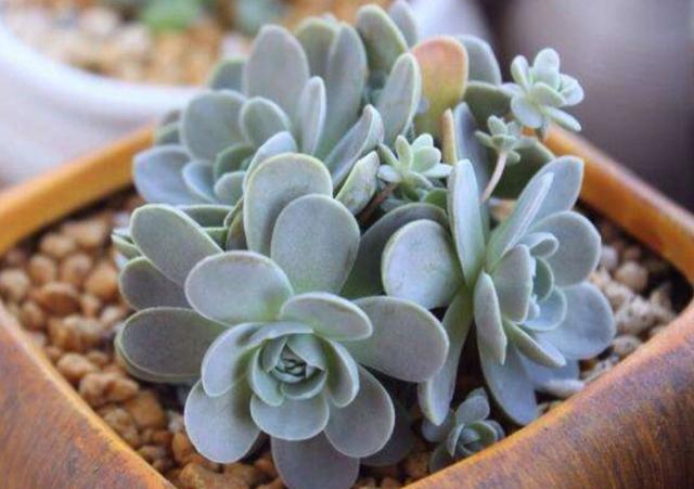 5种多肉不怕冻，冬天不用担心冻伤，养起来很省心