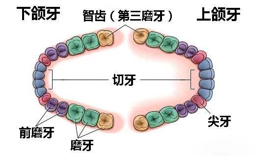 【科普】长了智齿该不该拔？这6类人别随意拔，严重时可危及生命.....