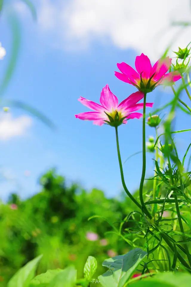 百花齐放锦绣江 江山万里飘花香