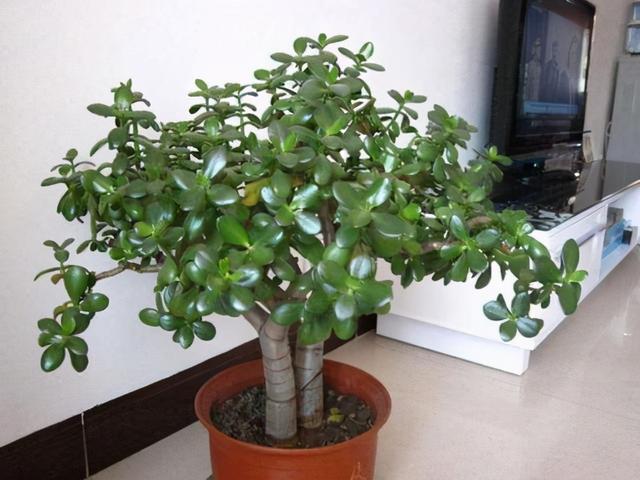 天冷养玉树盆栽，满足3条件，加速木质化成老桩