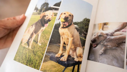 Dog Passes Away, Owner Memorializes It with Loving Online Tribute...
