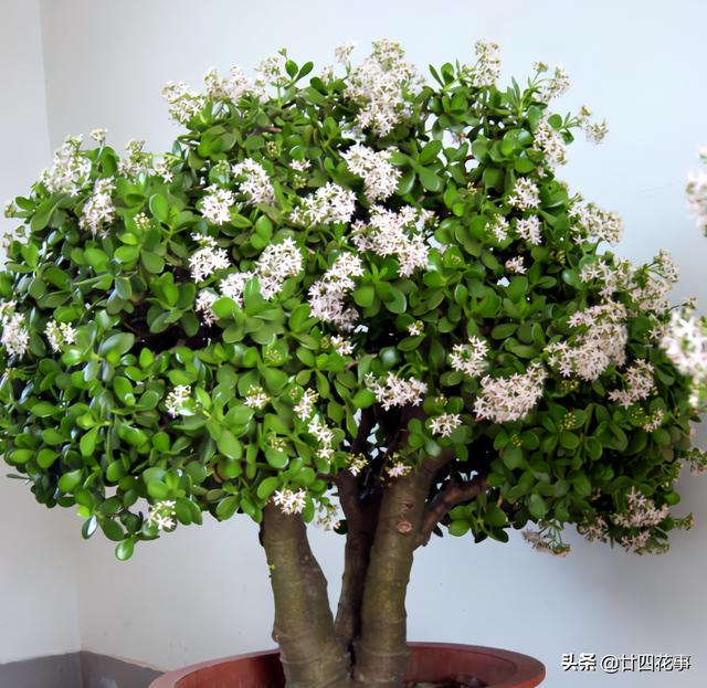 4种花，小苗“很便宜”，越养越“值钱”，聪明花友都喜欢