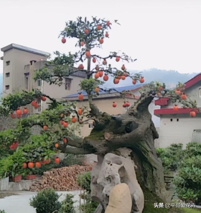 4种花很独特，容易打造“老桩盆景”，被当成“传家宝”，喜欢吗