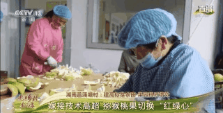 老乡|走进乡村看小康丨树根3岁、树干2岁、枝条1岁 这里的果树为啥有3个年龄