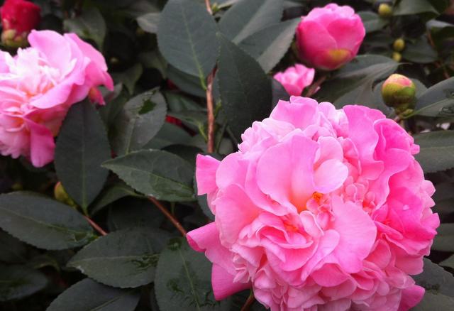 家里通风差，快养两种香香花，冬天开花香喷喷，花色也很美