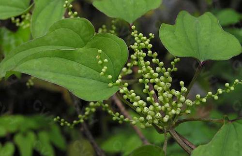 神农本草图经，薯蓣 菊花 甘草 人参 石斛 石龙芮