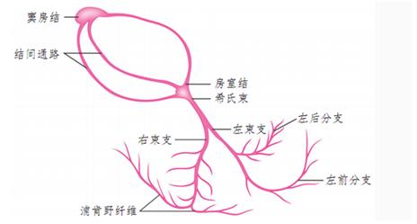 心突破！心跨越！怀化市二医院成功开展心脏左束支起搏器植入术