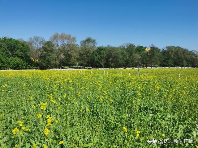 世界那么大■北陵公园的油菜花海——周末对外开放