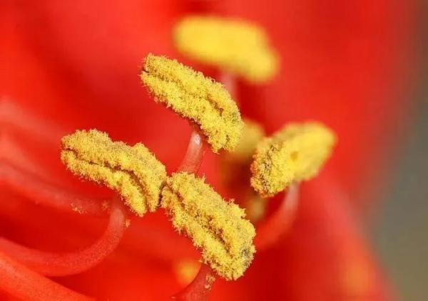 花粉|过敏星人，花粉过敏怎么办，这里有答案