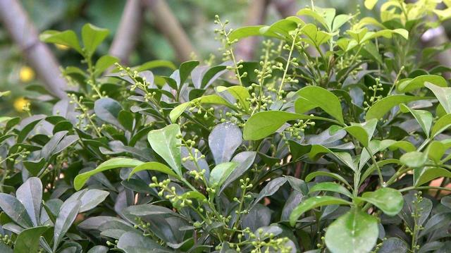 米兰花长新芽，按照这种方法，花量多一倍