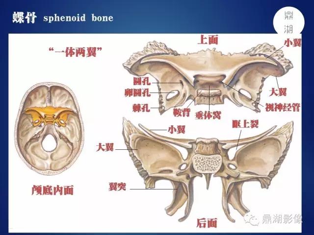 WoW，最全神经系统解剖图来了