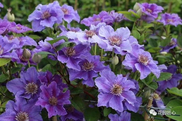 硬核开花机器，“铁线莲”来袭，绝对撞击你的心灵