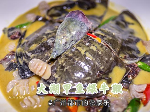 大湖甲鱼煨牛鞭