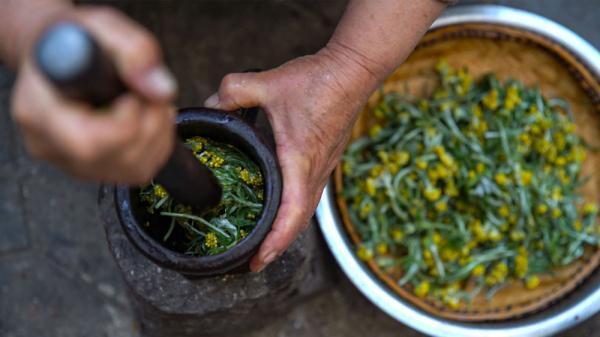 黄花|保山龙陵：清明“食”节，回味儿时那口香糯的黄花团子味