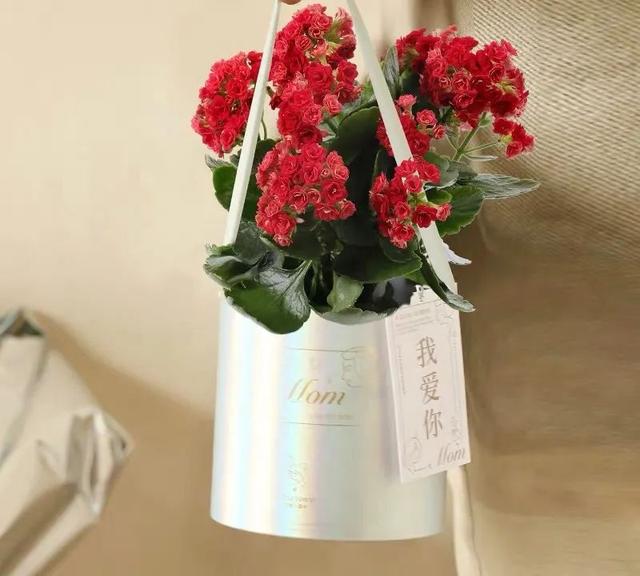 长寿花开花了，这4件事不要做，小心落花又落蕾