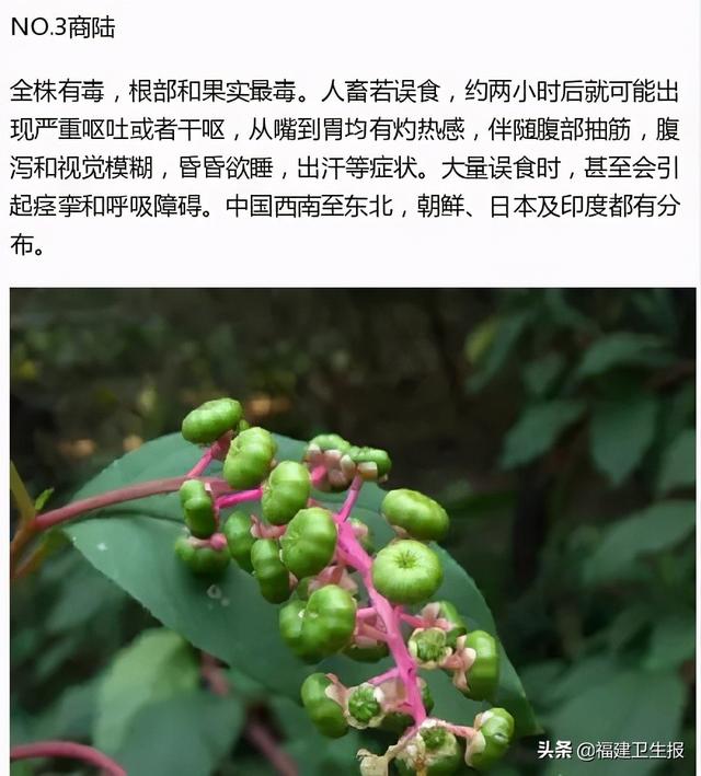 中毒|7人中毒1人死亡!福建疾控紧急提醒