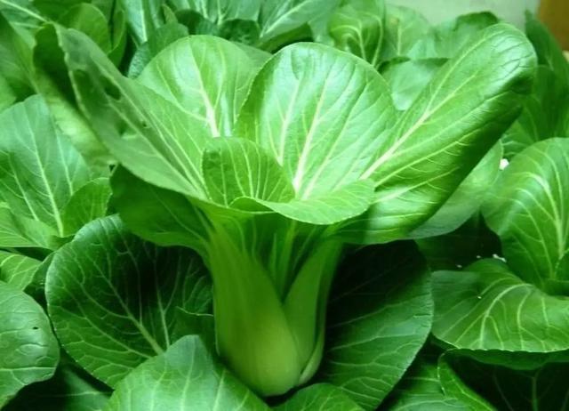 教你营养好吃的油菜扒金针菇，简单易做又美味解馋，让人食欲满满