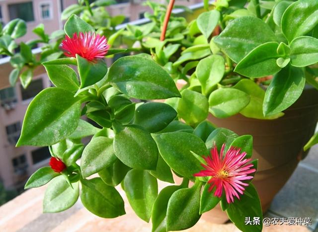 是菜还是花？家里养的“这盆花”，凉拌清新爽口，原来真能吃