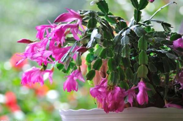 12月蟹爪兰要开花，4件“小事”不要做，否则直接落花苞