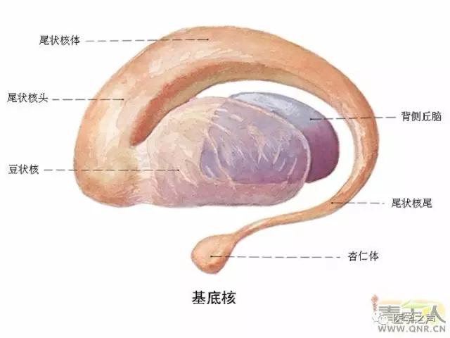 WoW，最全神经系统解剖图来了