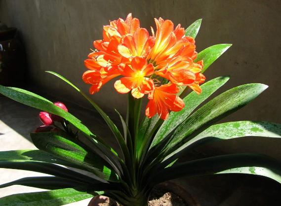 养君子兰、长寿花，盆里撒点“万能肥”，新芽猛长，呼呼开花