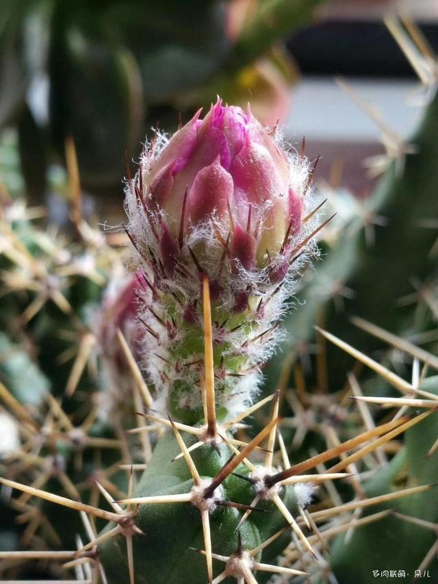 花开仙人球，此时最美丽