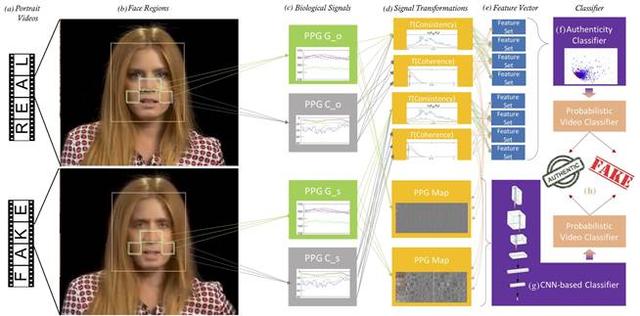 Deepfake克星来了！用“心跳”做信号识别假脸视频，准确率高达97%