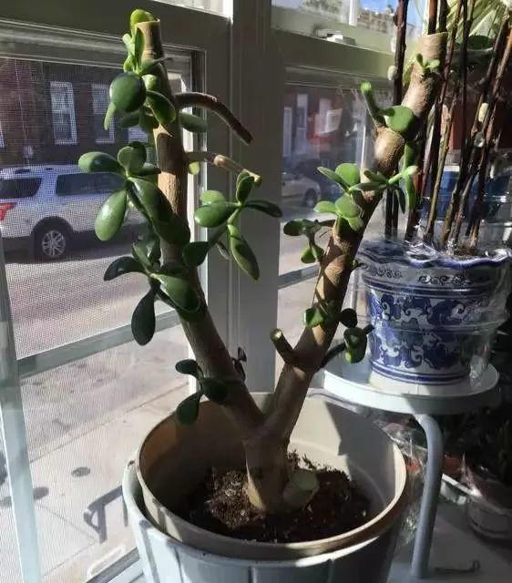 长寿花|这花就得饿着养，盆小水少，叶子越剪长得越旺！