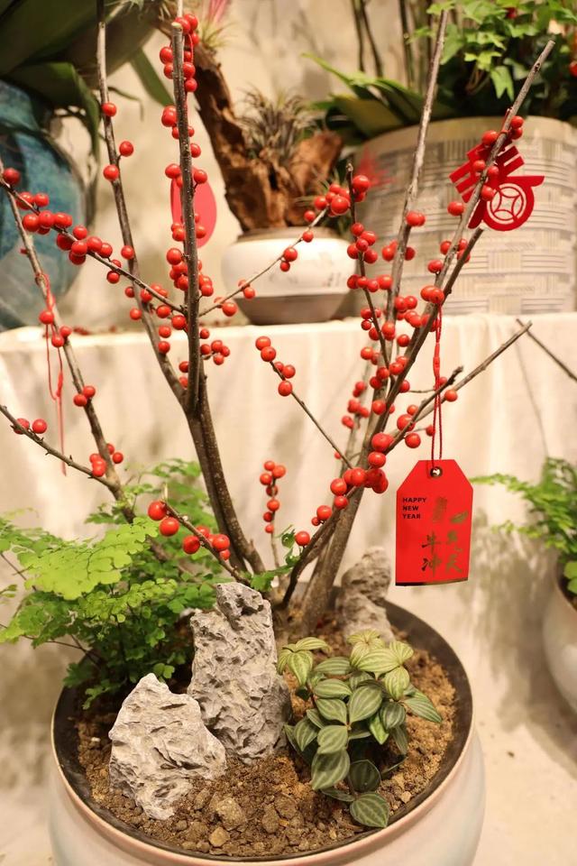 过年要有仪式感，从一束年宵花开始