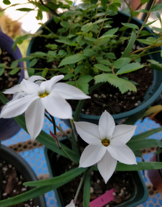 这种花是韭菜味，花朵比星星美，种一盆爱一盆