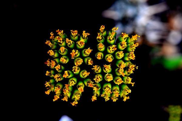 植物|上海：多肉植物的韵律之美