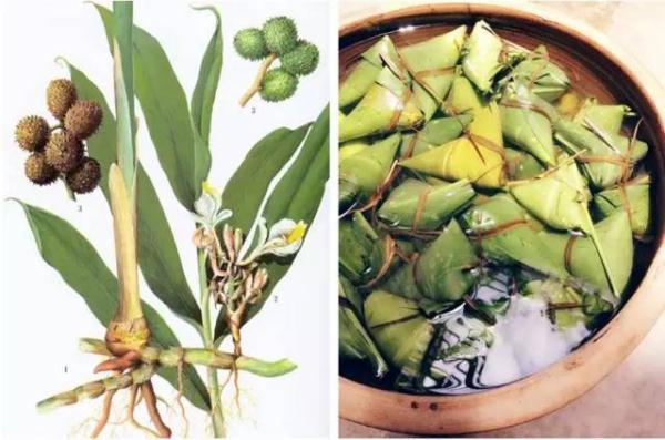 粽子|各种粽叶大盘点，你听说过几种？