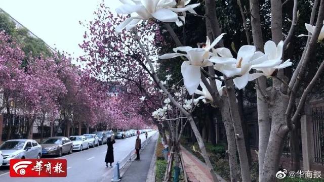 「旅行百事通」实名曝光西安这几个地方的春天，太美了…