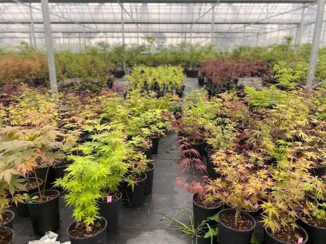 枫树|有图有真相，春天的枫叶实在太迷人了，浙江有人卖它年入百万