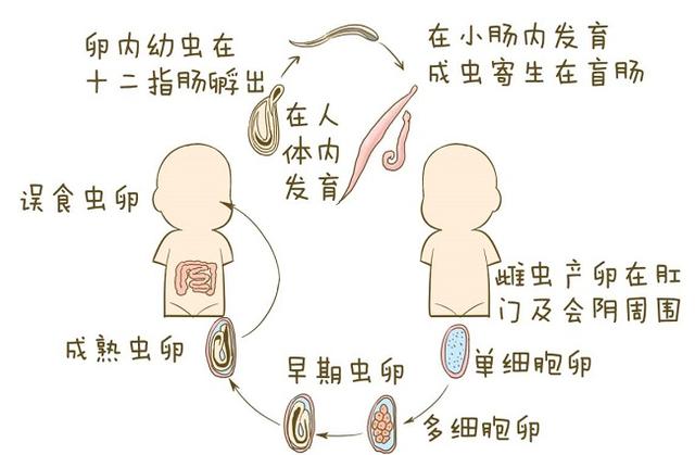 超级宝妈:儿童最有效的打虫方式是吃打虫药,那吃打虫药需要注意些什么呢?