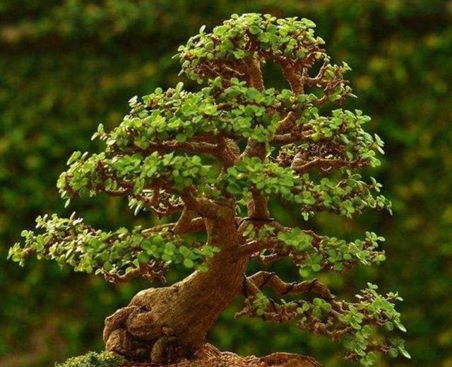 金枝玉叶总是烂枝条，学会这3个养护方法，能迅速地养成老桩