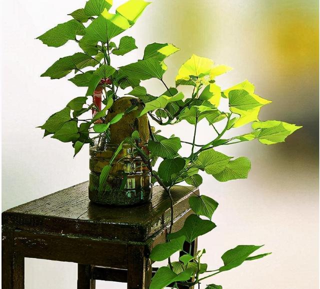 冬天里的烤红薯最受欢迎，那么如何自己在家做一个地瓜盆栽？