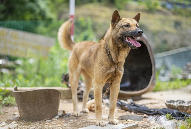 中华田园犬忠诚又聪明,为何城里人都不愿意养?这5个原因很现实