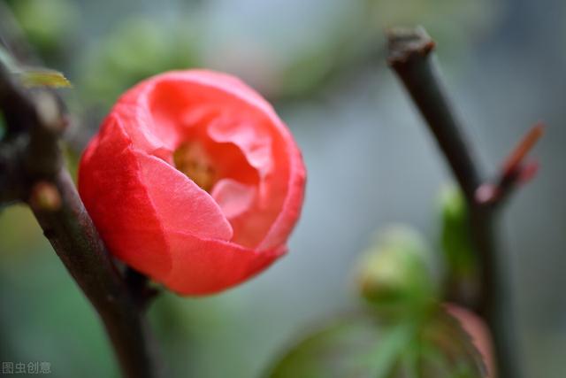 “不经苦寒花难开”的品种，下雪也别搬进屋，冻冻更娇艳