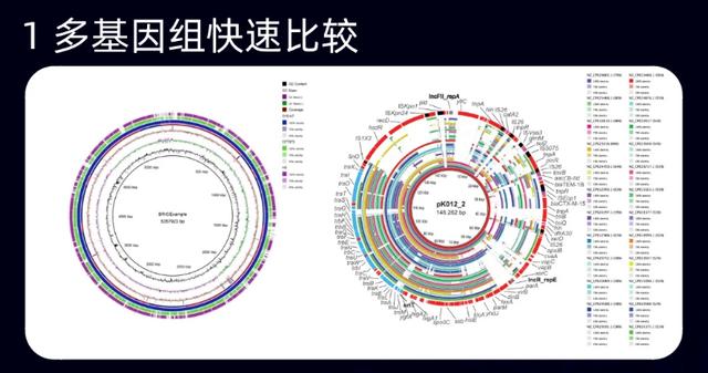 BRIG软件视频课程，走进比较基因组，BRIG带你轻松玩绘图