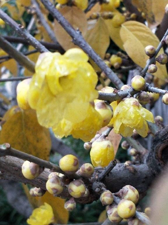 冬天养盆腊梅花，从冬一直开到春，香味扑鼻