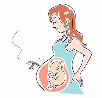 有趣的爱|不做蚊子的“猎物”，孕妈如何驱蚊？
