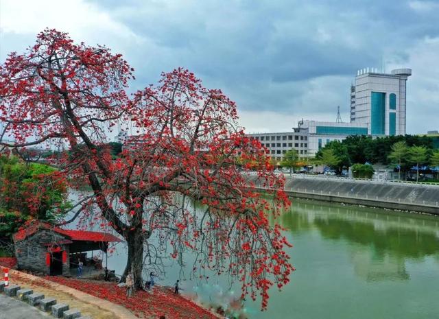 #世界那么大#实时好摄处:3月的佛山“红了”!木棉花绽放,嫣红惊艳时光