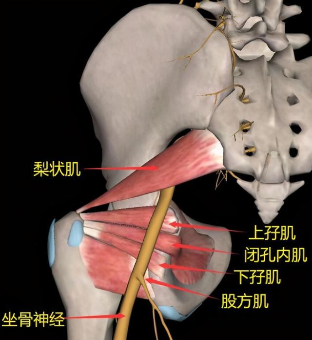 环跳穴，髋部及下肢疼痛的要穴；医生说：有三个功效，一个待验证