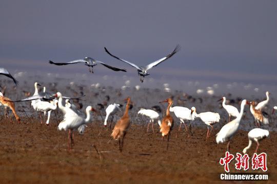 图为数百只白鹤在江西鄱阳湖候鸟保护区大湖池觅食飞翔.