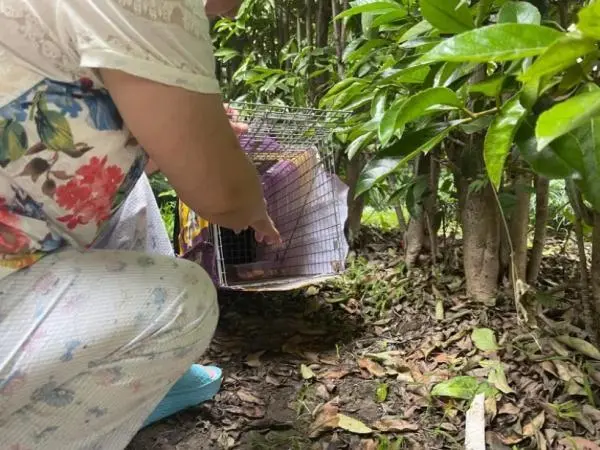 沪上小区流浪猫泛滥 对这些毛孩子，该护还是该抓？