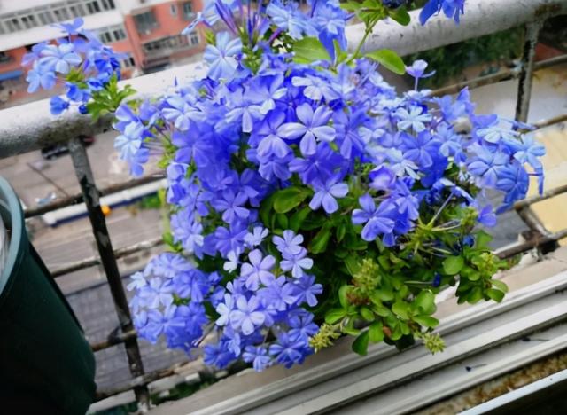 冬季蓝雪花做好这几点，叶片常油绿，春季长满新芽，夏季开花不停