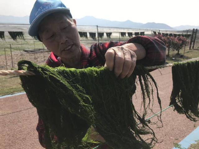 海苔|海边苔农忙一季可赚7万！象山港滩涂，收海苔了