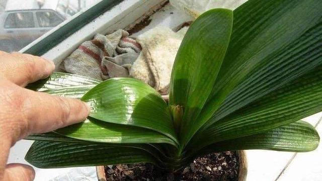 君子兰夹住了“真假难辨”？教你2招，花箭嗖嗖窜满盆