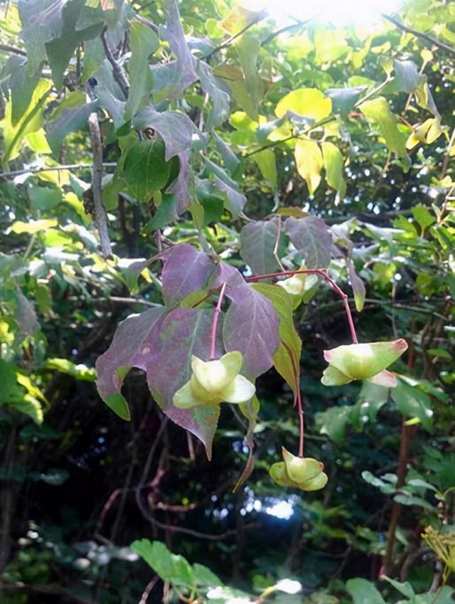 满树挂满了蝴蝶花，名叫金丝吊蝴蝶，养成树太美了